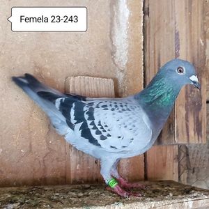 Femela 23-243