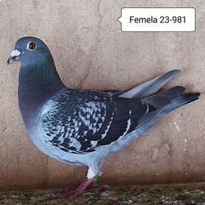 Femela 23-981