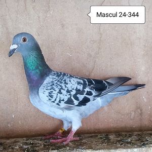 Mascul 24-344