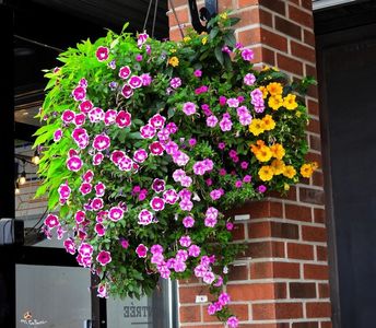 Flowes Deco 3a ,Ottawa
