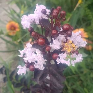 liliac Black Solitaire Blush