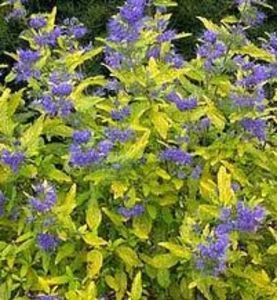 caryopteris variegata.