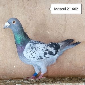 Mascul 21-662