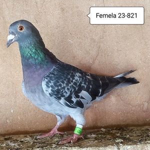 Femela 23-821