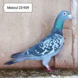 Mascul 23-909