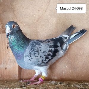 Mascul 24-098