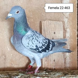 Femela 22-463