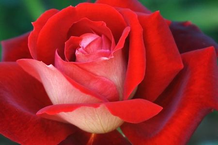 rose-8101984_1280