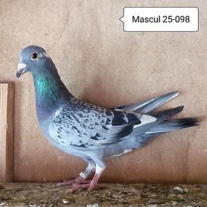 Mascul 25-098