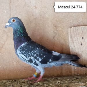 Mascul 24-774....-10 lei