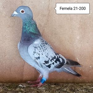 Femela 21-200