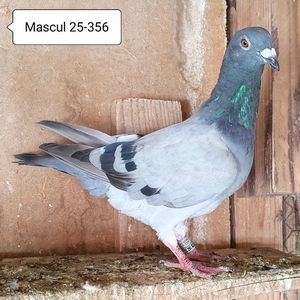 Mascul 25-356....-10 lei