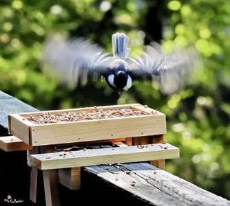 LANDING Bird for refuel
