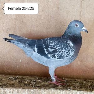 Femela 25-225....-10 lei