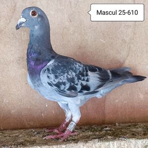Mascul 25-610