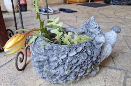 Epiphyllum anguliger- prima inflorire