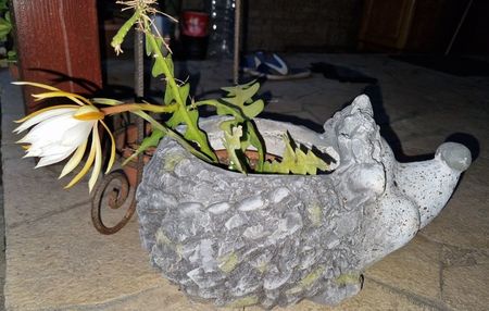 ; Zis si ric-rac a trait cativa ani intr-un ghiveci unde acum vreo 2 ani a inceput sa putrezeasca.  Am luat ce a mai fost bun din el si am pus intr-un paharel pe pervaz la bucatarie
