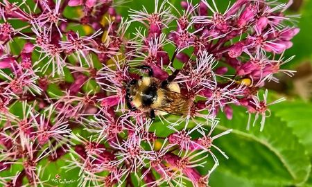 Flower and Insect