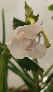 Brid s Aphrodite