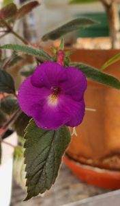 Pulcherrima