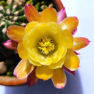 Lobivia hb Alinda