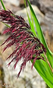 WILD FLOWER 2