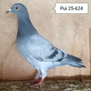 Pui 25-624....-10 lei