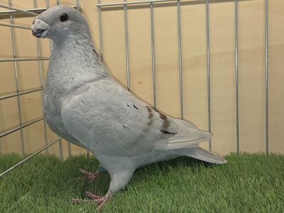 MASCUL RO 25 - 524