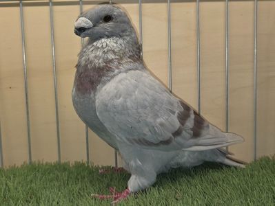 MASCUL RO 24 - 9812