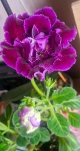 ; Gloxinia
