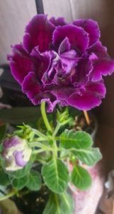 ; Gloxinia
