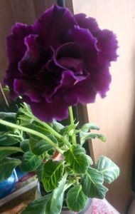 ; Gloxinia

