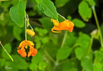 Touch-Me-Not - WILD FLOWER