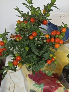 Solanum pseudocapsicum