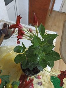Mandevilla, cunoscută și sub numele de Dipladenia sau Iasomie braziliană.