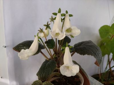Eumorpha (3-09-2025)