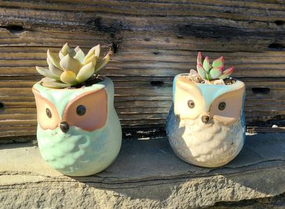 Rezervat Echeveria in ghivecel ceramic - 25 lei  buc