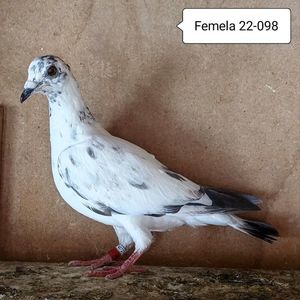 Femela 22-098