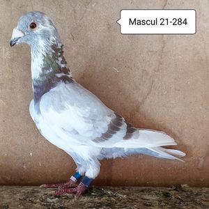 Mascul 21-284