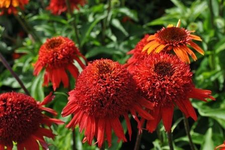 Echinacea Sweet Chili