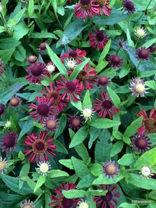 Helenium Ruby Tuesday