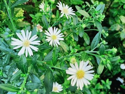 Aster Starlight