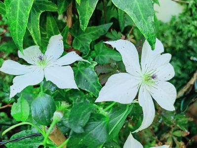 So Many White Flowers