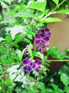Duranta