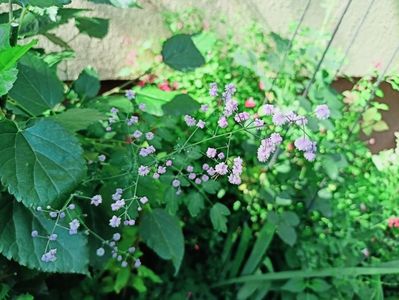 Thalictrum delavayi Hewitt's Double