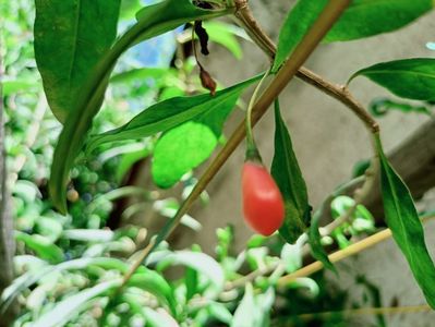 Goji berry