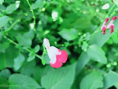 Hot Lips