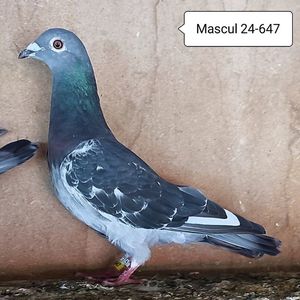 Mascul 24-647