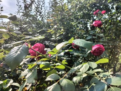 IMG20250904104019