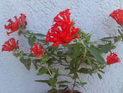 Bouvardia,splendida insa extrem de fragila